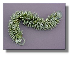 Green Nudibranch Bracelet